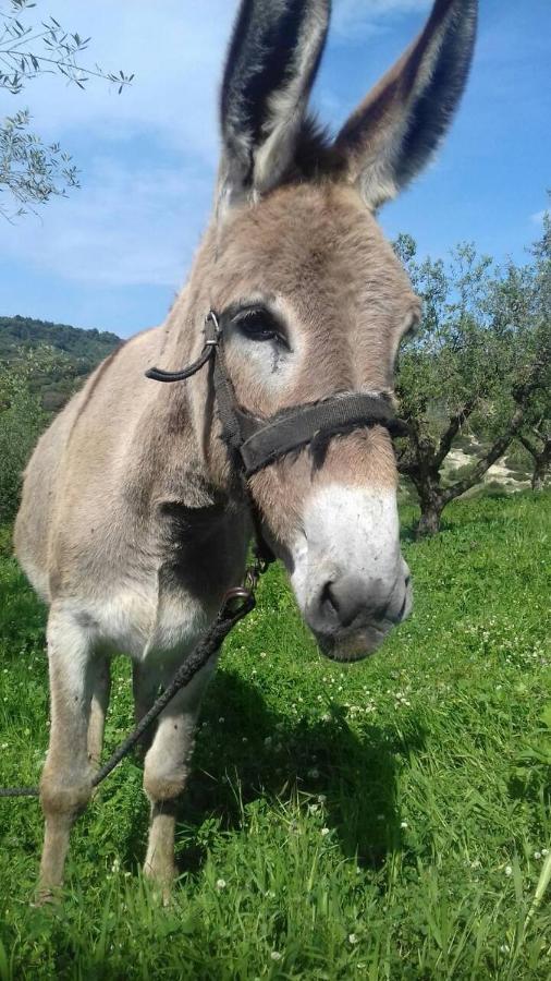 Lithies Farm Bauernhof *