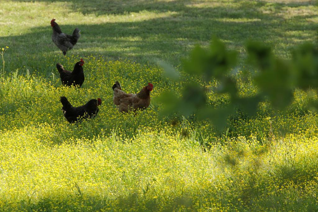 Lithies Farm *