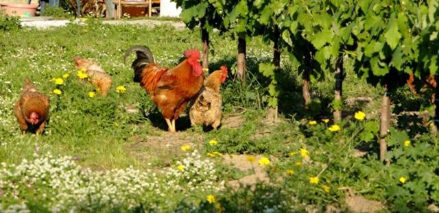 Vakantieboerderij Lithies Farm *