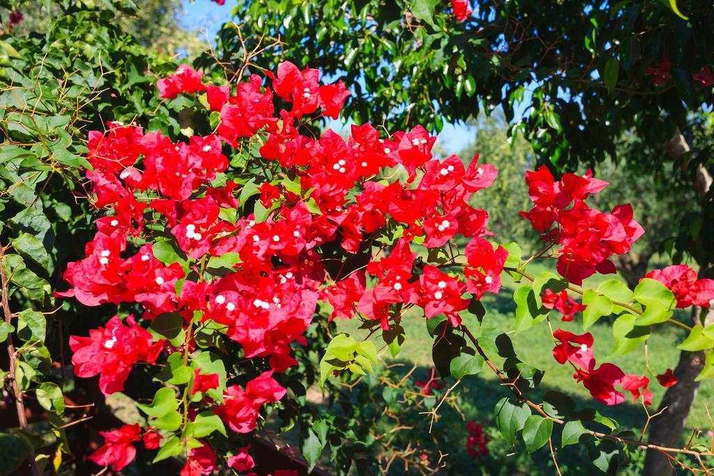 Lithies Farm Vasilikí