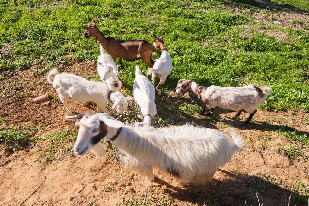Lithies Farm Vasilikí